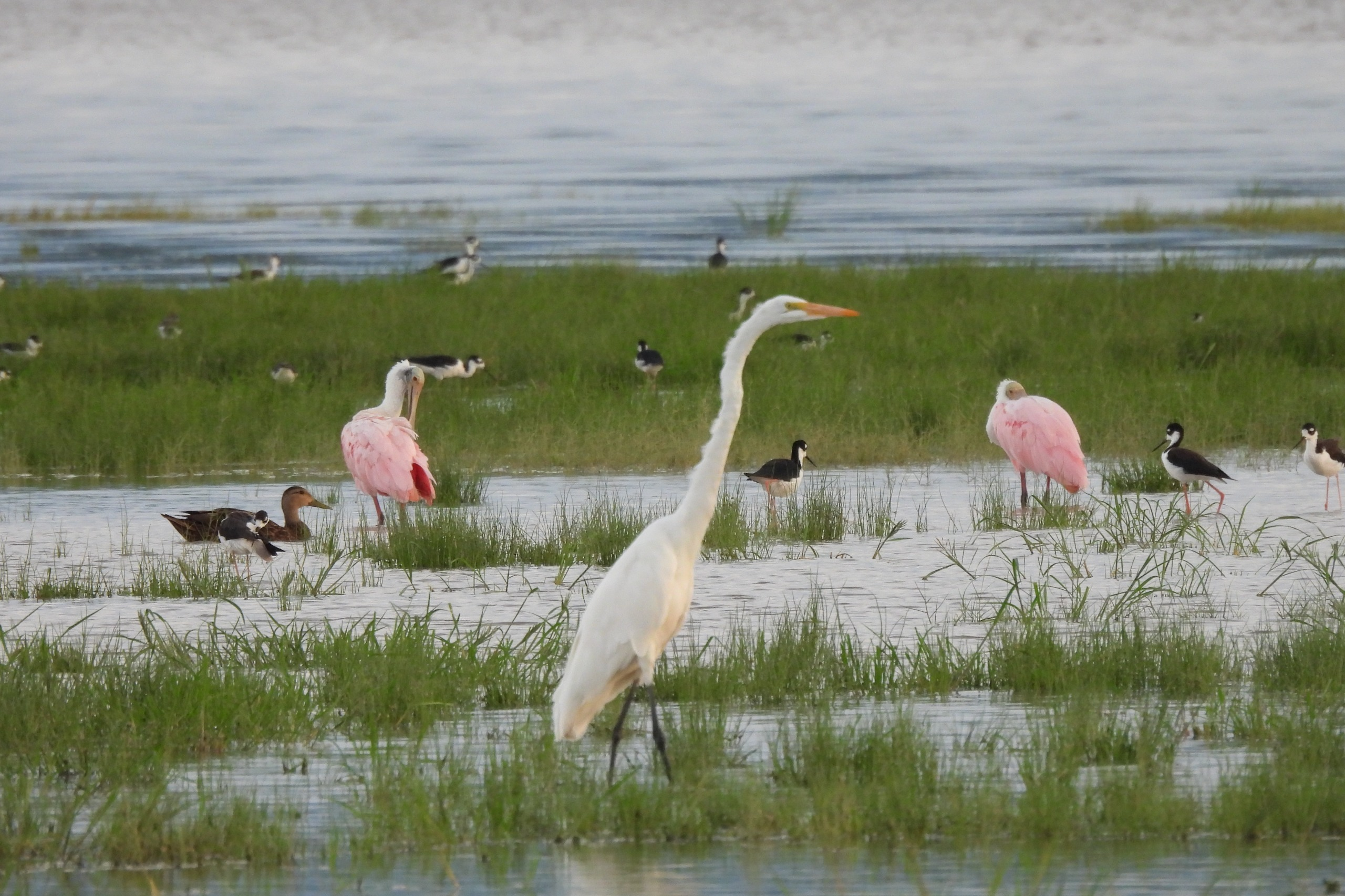 Grande aigrette blanche et spatules rosées dans un marais verdoyant avec d'autres oiseaux aquatiques.
